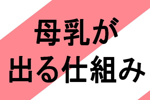 エロ巨乳爆乳おっぱい、母乳が出る仕組み